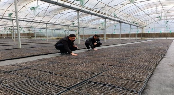 铁塔猫(糖果双爆珠)一手厂家，铁塔猫(糖果双爆珠)价钱批发