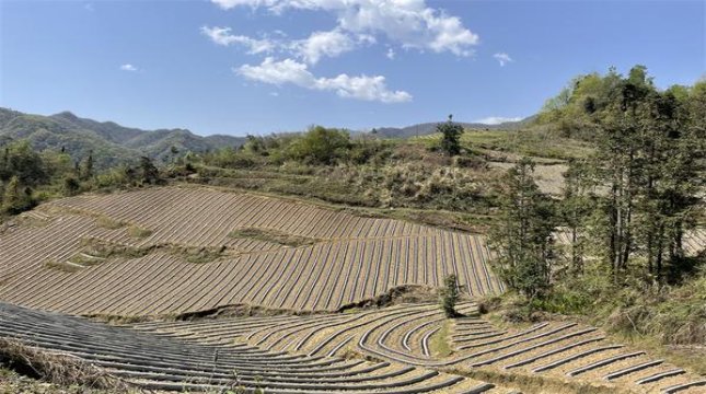 破天荒！烟批发供应商江西“夹枪带棒”