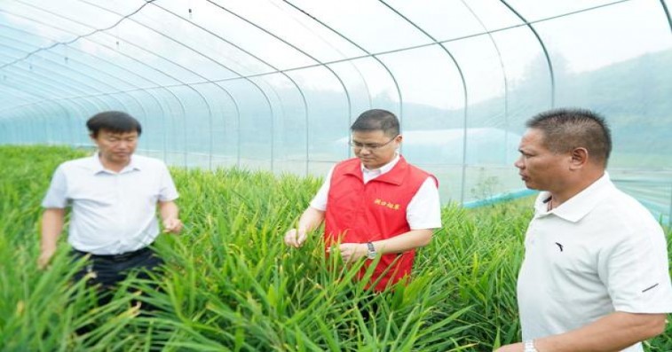 阿里山魔镜5mg多少钱一盒？阿里山魔镜5mg多少钱一盒2024？