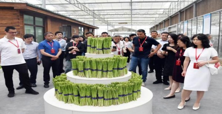 摩尔(软红)一手货源，摩尔(软红)什么价格？