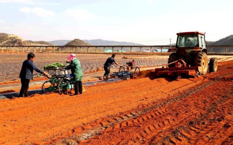 玉溪软初心价格表图一览表 玉溪软初心价格表和图片