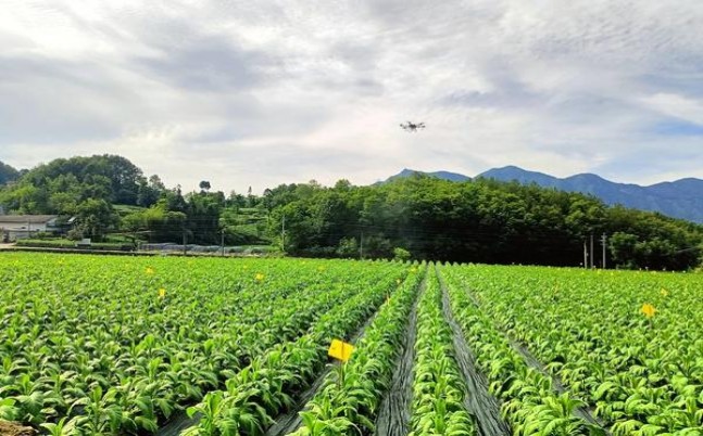 万宝路青柠双爆珠亚太版香烟价格表2024 万宝路青柠双爆珠亚太版价格表图一览表 