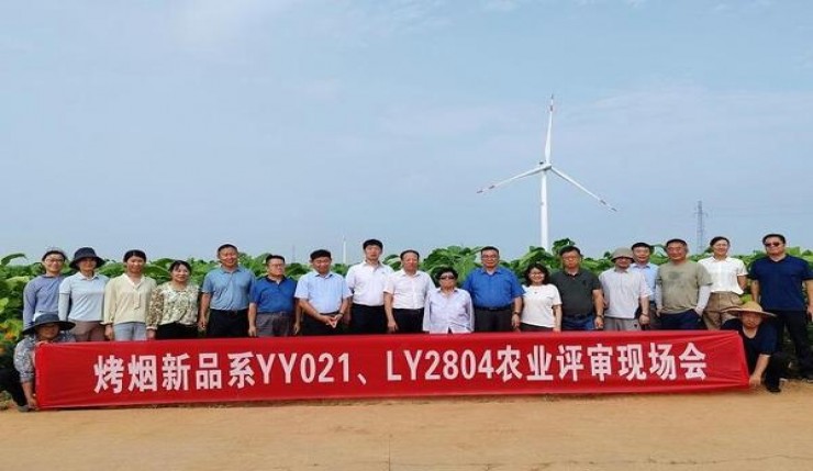惊现！福建云霄烟批发“翠色欲流”