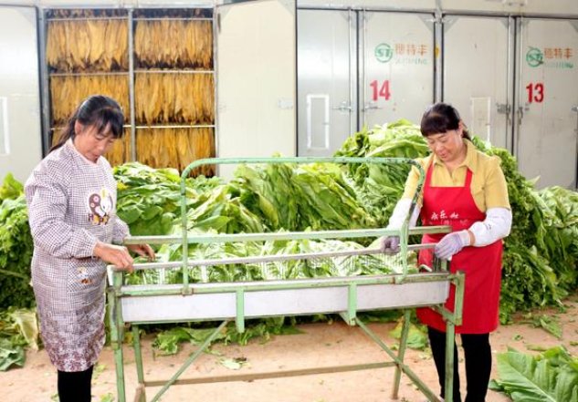 GITANES FILTRE一手批发，GITANES FILTRE多少钱一盒2024？