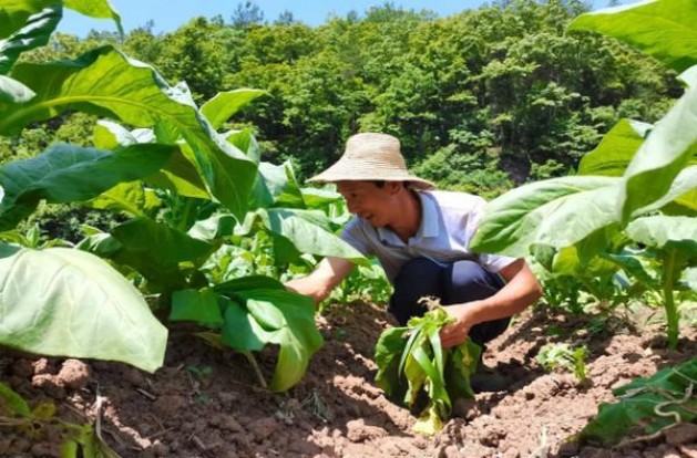 555(弘博中免版)批发多少钱？555(弘博中免版)批发价格是多少？