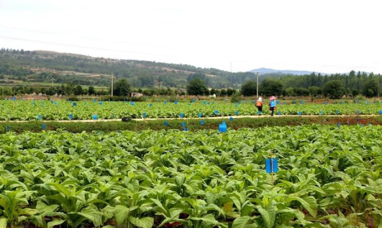 天下秀(佳品)厂家直销，天下秀(佳品)什么价格？