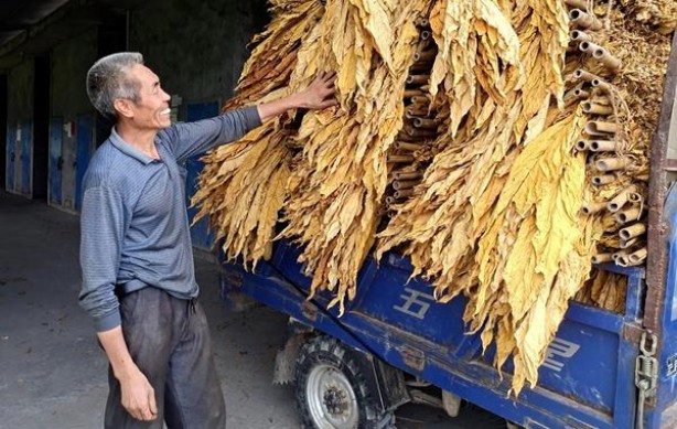 御猫王道价格查询 御猫王道多少钱一包？