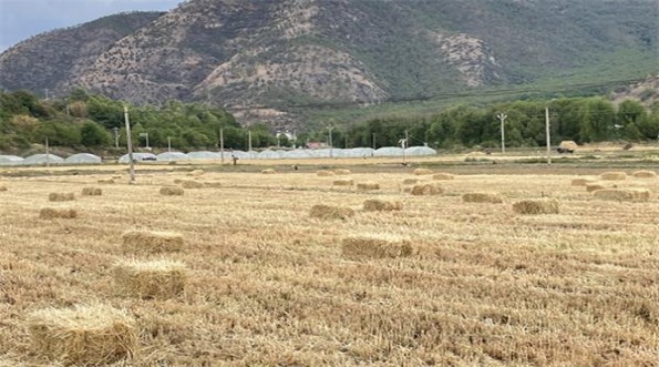 建牌薄荷细支1批发价格是多少？建牌薄荷细支1香烟价格表2024 