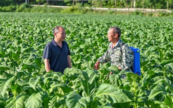 万宝路软红以色列加税版价格查询 万宝路软红以色列加税版什么价格？
