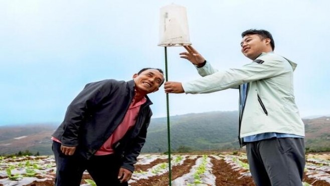 黄金叶太行山价格表图一览表 黄金叶太行山价格表和图片