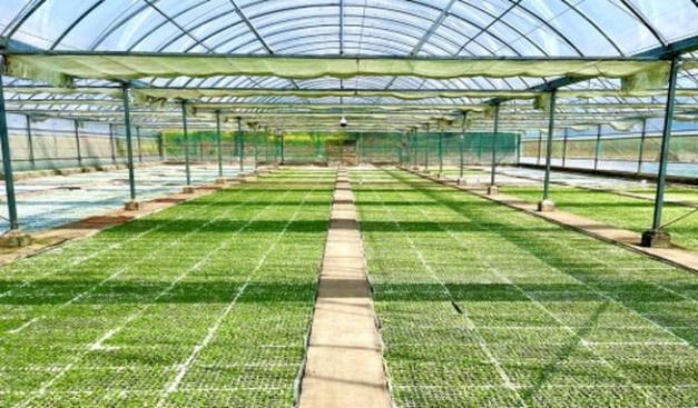 万宝路(硬红埃及版)一手货源，万宝路(硬红埃及版)多少钱一盒2024？