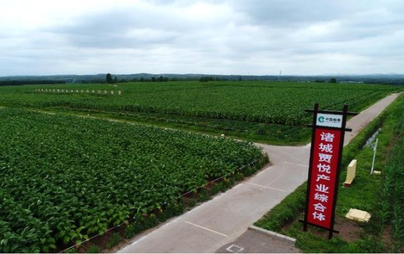 大卫杜夫(经典日版)一手货源，大卫杜夫(经典日版)价格表一览