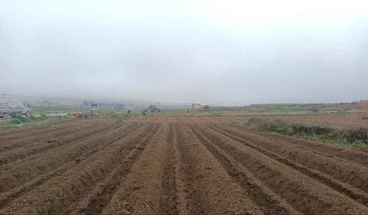 双喜硬港免版价格表和图片双喜硬港免版价格表一览 