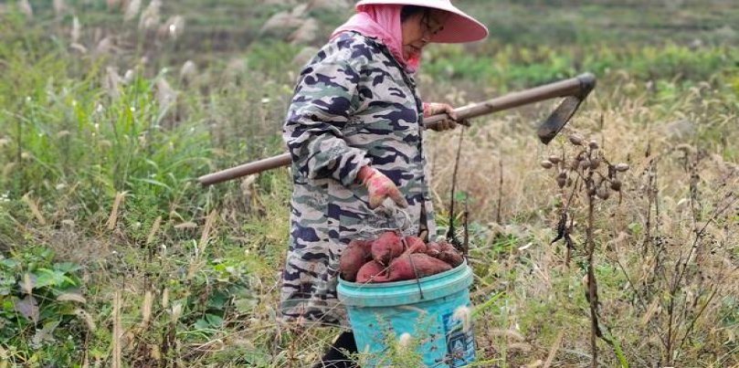 娇子(格调中支)一手批发，娇子(格调中支)什么价格？