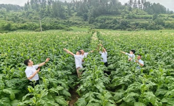 新消息！国烟一手货源批发零售厂家直销“豺狼成性”