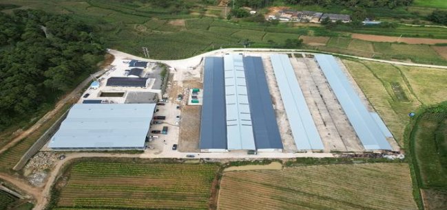 黑杰克1日免版多少钱一包2024？黑杰克1日免版价格查询 