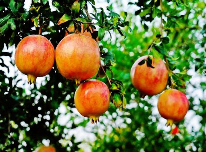 金蝙蝠薄荷批发价格是多少？金蝙蝠薄荷多少钱一盒？