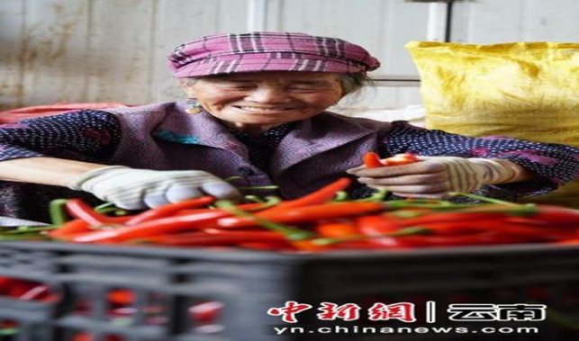 凤凰(咖啡细支)一手价格，凤凰(咖啡细支)多少钱一包2024？