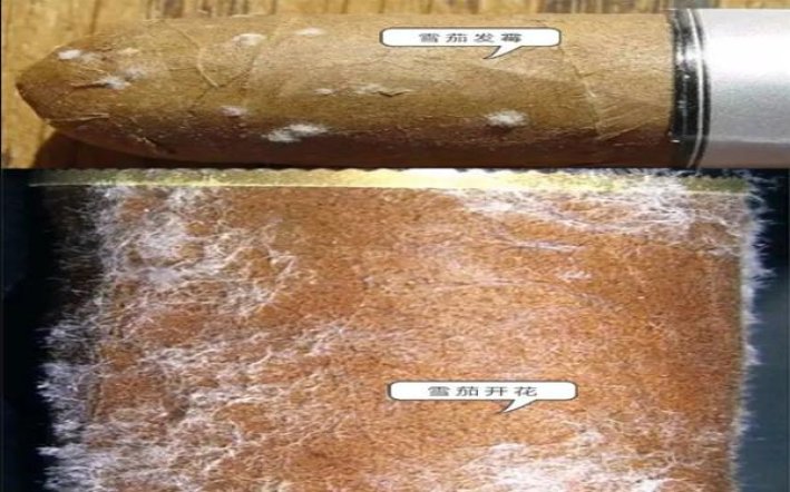 金圣(吉品中支)厂家批发，金圣(吉品中支)多少钱一盒？