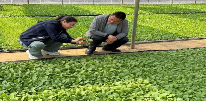 天子一言九鼎批发价格是多少？天子一言九鼎什么价格？