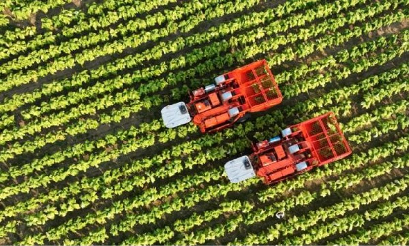 三沙中支价格查询 三沙中支价格表和图片