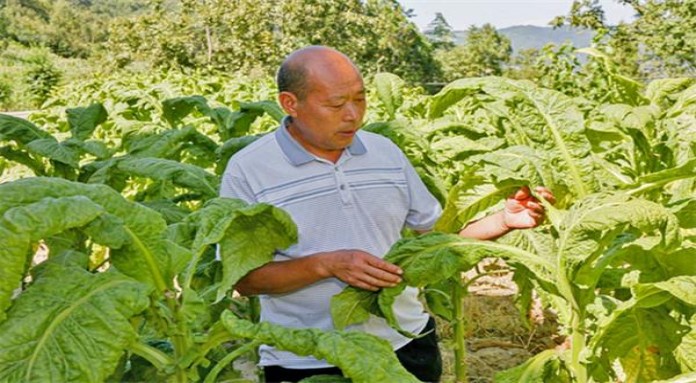 惊现！一手免税烟“食不果腹”