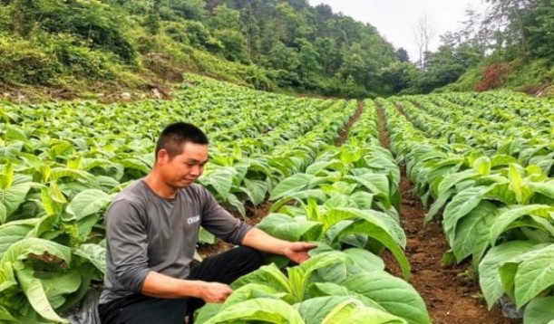 甲天下(特制二星)价格表和图片 甲天下(特制二星)价格表一览 
