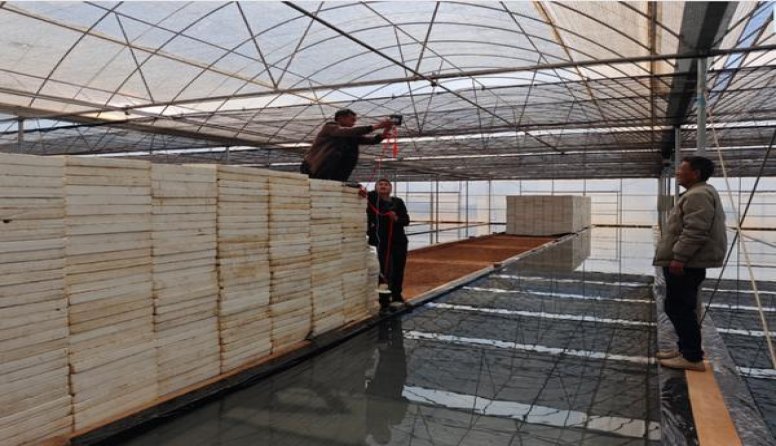 泰山小神品价格查询 泰山小神品价格查询 