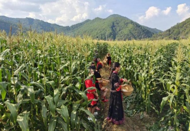 苏烟(铂晶新版)渠道批发，苏烟(铂晶新版)什么价格？