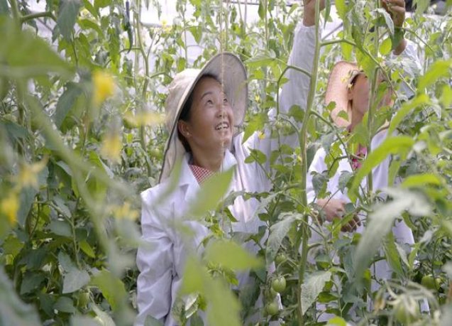 长城(金南极葡萄)一手货源，长城(金南极葡萄)多少钱一盒？