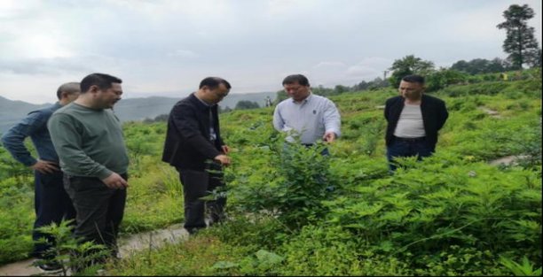 骆驼硬黄蒙古加税批发价格是多少？骆驼硬黄蒙古加税价格表一览 