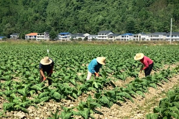 红双喜(龙凤紫)香烟价格表2025 红双喜(龙凤紫)香烟价格表2025 