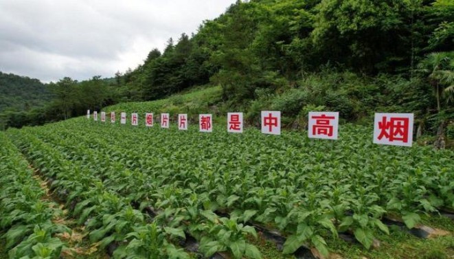万宝路美产硬蓝薄荷 Smooth多少钱一包2024？万宝路美产硬蓝薄荷 Smooth多少钱一盒2024？