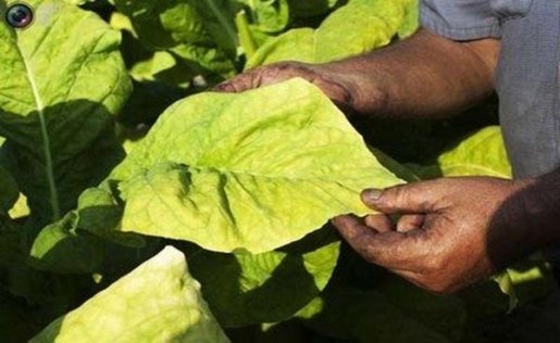 云烟细支祥瑞84mm价钱批发 云烟细支祥瑞84mm香烟价格表2024 