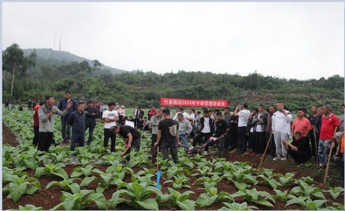 万宝路金中支波兰版价格查询 万宝路金中支波兰版价格表一览 