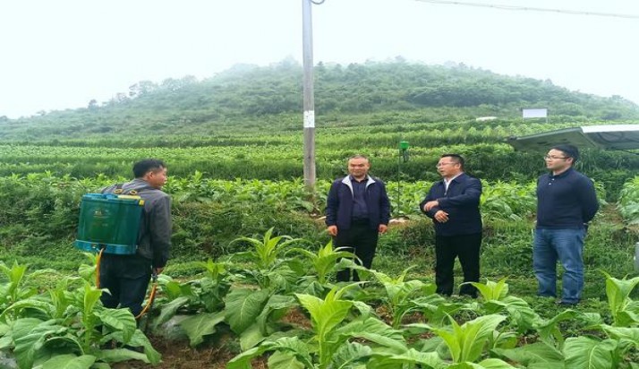 苏烟东渡顺价钱批发 苏烟东渡顺多少钱一盒？