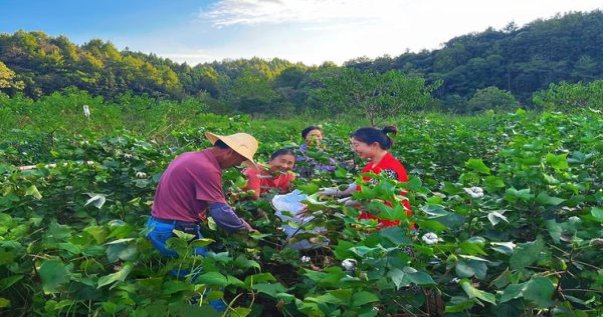 云烟软印象烟庄多少钱一盒？云烟软印象烟庄价格表和图片
