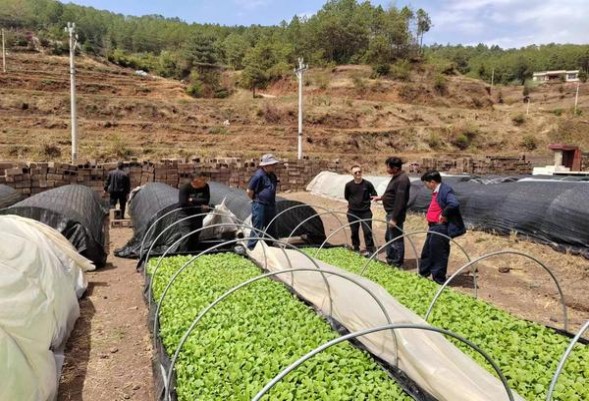 金圣智圣出山·国味价格表和图片金圣智圣出山·国味价格表图一览表 