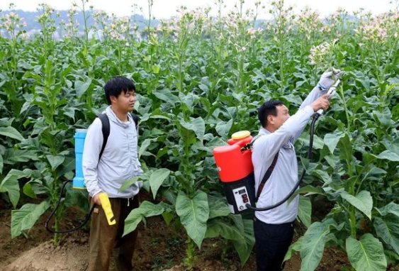 长白山原味新版多少钱一盒？长白山原味新版价格查询 