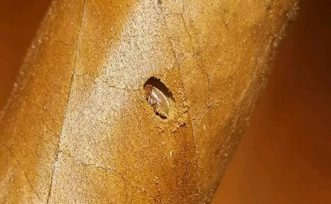 切斯特菲尔德美式混合型 过滤嘴价钱批发 切斯特菲尔德美式混合型 过滤嘴多少钱一包2024？