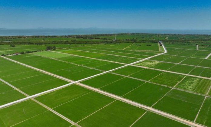 七星蓝莓中支中免版价格表图一览表 七星蓝莓中支中免版价格查询 