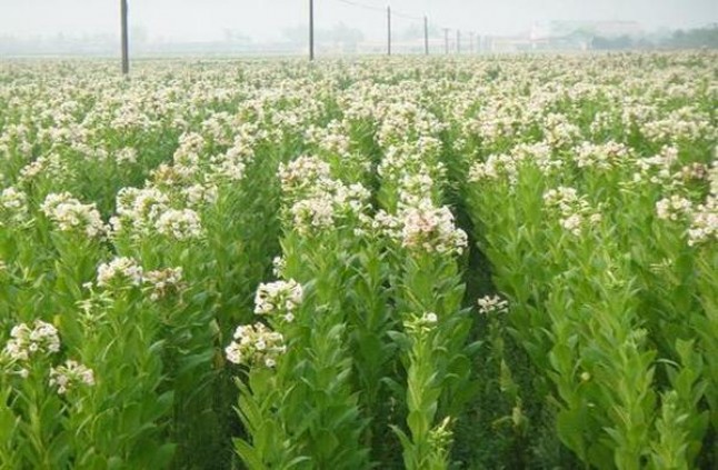 三沙细支什么价格？三沙细支价格表一览 