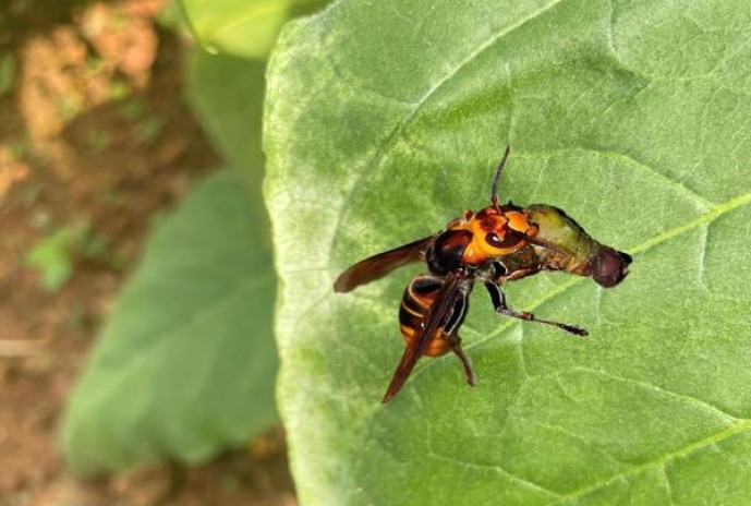 柔和七星1mg韩免税多少钱一盒2024？柔和七星1mg韩免税香烟价格表2024 