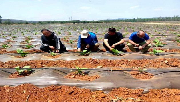 登喜路(金中免)价格表一览 登喜路(金中免)价格查询 
