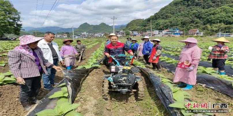 金圣(黑老虎)什么价格？金圣(黑老虎)香烟价格表2025 