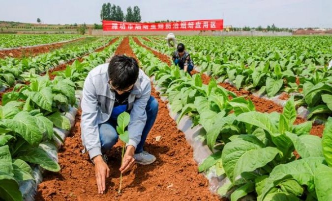 龙烟老巴夺中支传琦价钱批发 龙烟老巴夺中支传琦价格表图一览表 