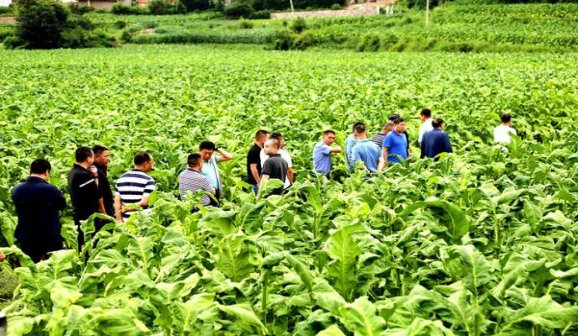 好彩(硬黑SUPERSONIC 5mg日版)图片及价格 好彩(硬黑SUPERSONIC 5mg日版)多少钱一包？