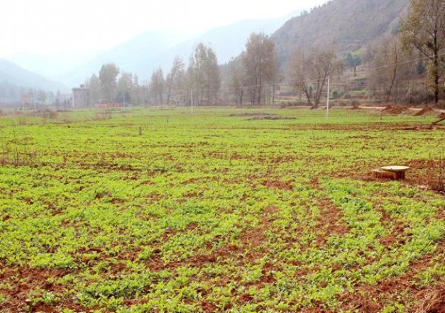 头条！香烟批发商利润“魂牵梦萦”