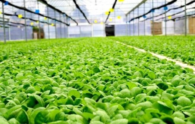 九华山(镜卡)图片及价格查询九华山(镜卡)图片及价格 