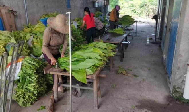 龙凤呈祥硬世纪朝天门多少钱一盒2024？龙凤呈祥硬世纪朝天门多少钱一包？